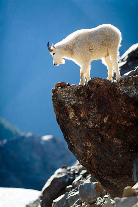 Mountain goat overlooking the Blue Glacier by Spencer L. James on 500px ...