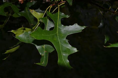 Pin Oak trees have sharp pointed leaves and produce acorns.