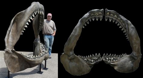 Megalodon Jaw - Gaston Design, Inc.