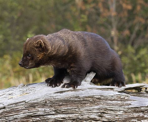 Meet the Fisher, Ontario - The Fur-Bearers