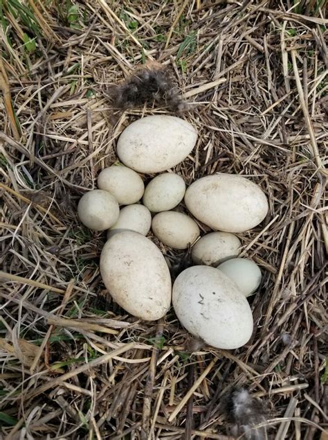 Mallard duck eggs and Canadian goose eggs in one nest, which is not ...