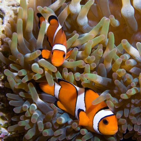 Clownfish Laying Eggs