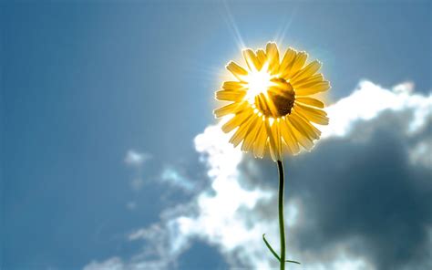 Flower Sunshine Wallpapers - Top Free Flower Sunshine Backgrounds ...