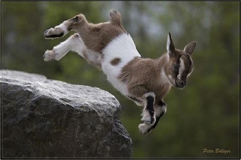 Jump! | Animals beautiful, Cute goats, Weird looking animals