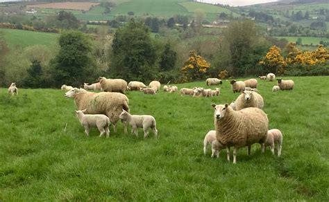 Now's the time to boost your lamb crop - Agriland.ie