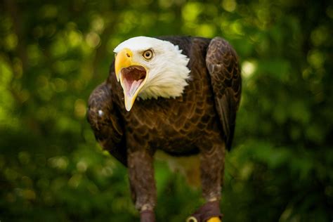 MEET OUR BIRDS | American Eagle Foundation