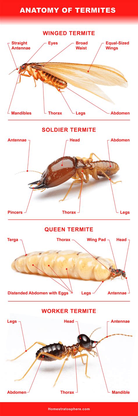 Termite Identification Chart