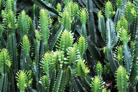 Euphorbia Tirucalli Common House Cactus Species : It is best to leave ...