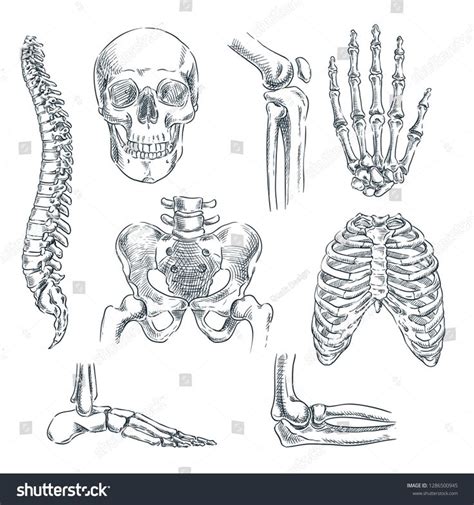 Human Skeleton Bones Joints Vector Sketch Stock Vector (Royalty Free ...