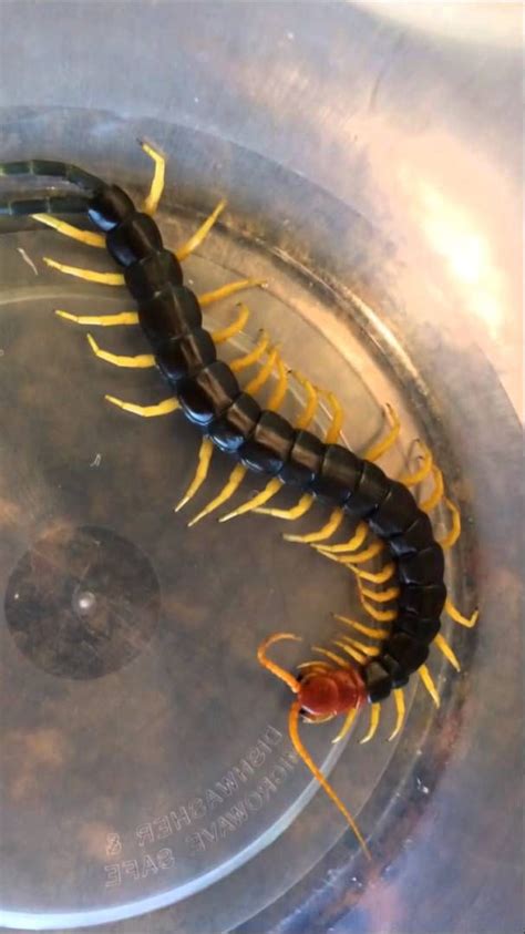 Texas Red Headed Centipede | Centipede, Red, Redheads