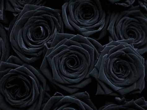 Gothic Roses Wallpaper - WallpaperSafari