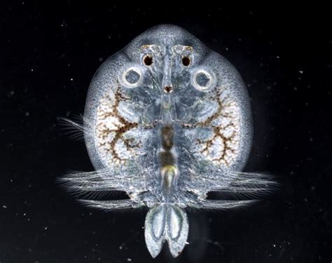 Fish lice could be early indicators of metal pollution in freshwater