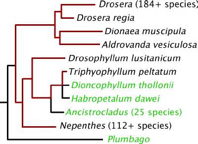 Evolution of the Caryophyllales Carnivores | ICPS