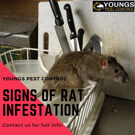 What are the Signs of Rat Infestation? | Rat infestation, Mice control ...