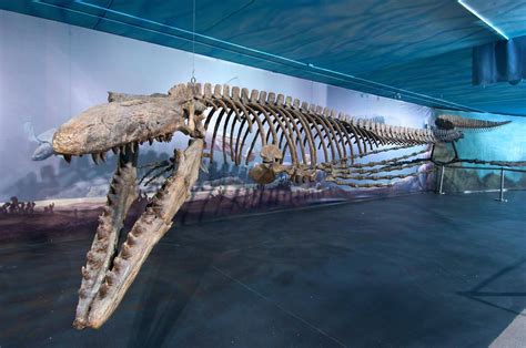 Bruce the mosasaur © THE CANADIAN PRESS - HO-Canadian Fossil Discovery ...