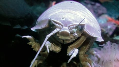 Giant Isopods Are the Animals Time Forgot