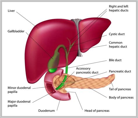 Anatomy – Page 12 – Graph Diagram