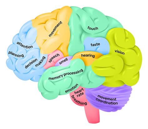 ANATOMY of the BRAIN - only where you have walked have you been