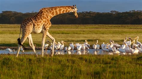 Rothschild's Giraffe (Giraffa camelopardalis) and pelicans in Lake ...