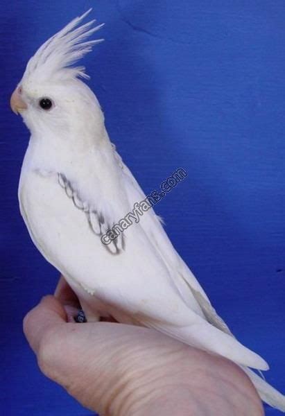 a small white bird sitting on top of a persons hand in front of a blue wall