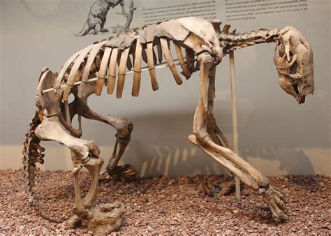 Fossil mammals are more interesting than dinosaurs.