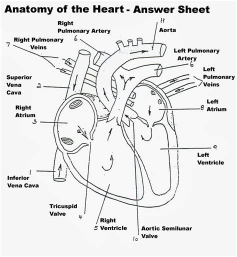 Labeling Of The Heart Diagram