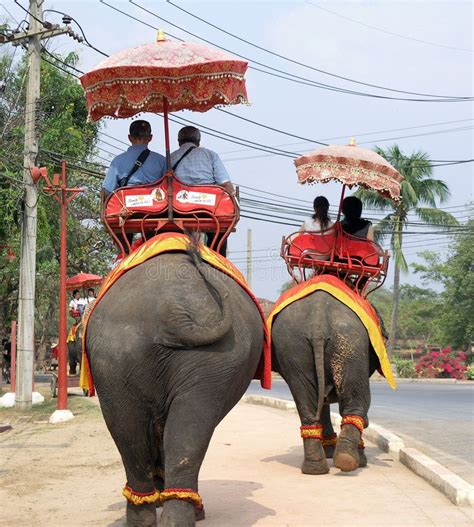 Elephant stock image image of thailand dirt tail people 2394661 – Artofit