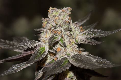 Cookies Strain by Legends — Strain Spotlight — imcannabess