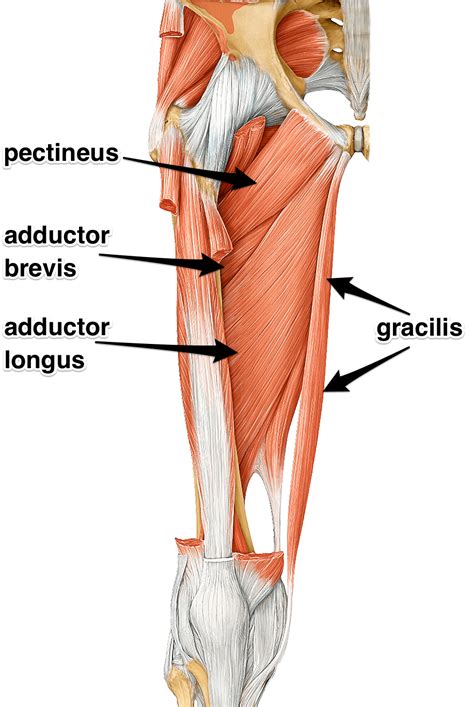 Adductors: What are the adductor muscles attachments and actions?