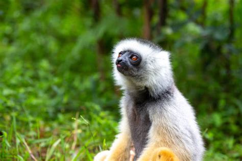 370+ Diademed Sifaka Lemur Stock Photos, Pictures & Royalty-Free Images ...