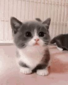 Kitten Cute GIF - Kitten Cute Meow - Discover & Share GIFs