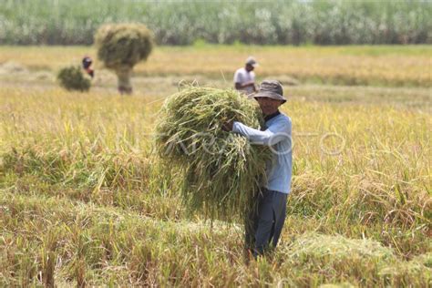 PANEN PADI DI KEDIRI DIMULAI | ANTARA Foto