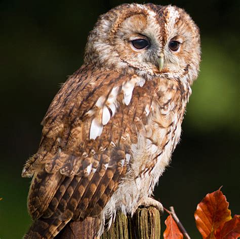 10 glorious photographs that will remind you why you love Autumn