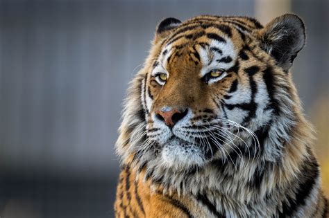 Tiger Closeup 4k, HD Animals, 4k Wallpapers, Images, Backgrounds ...