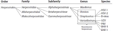 Taxonomy of neuroinvasive herpesviruses. Neuroinvasive herpesviruses ...