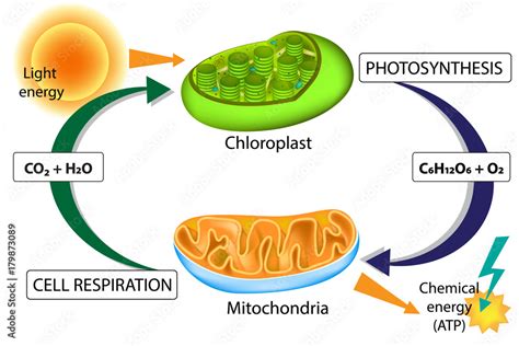 Photosynthesis Vs Cellular Respiration For Kids