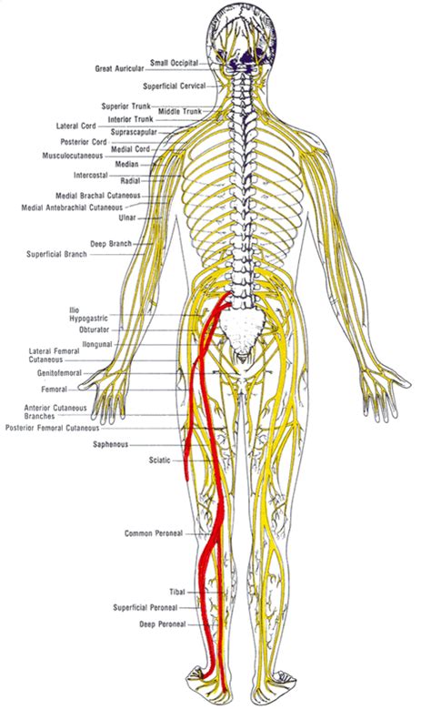 sensory nerves of the leg - ModernHeal.com