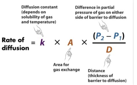 Gas Exchange Flashcards | Quizlet