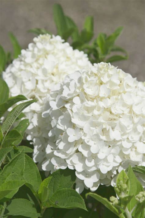 Buy White Wedding Hydrangea | FREE SHIPPING | 2 Gallon Pot