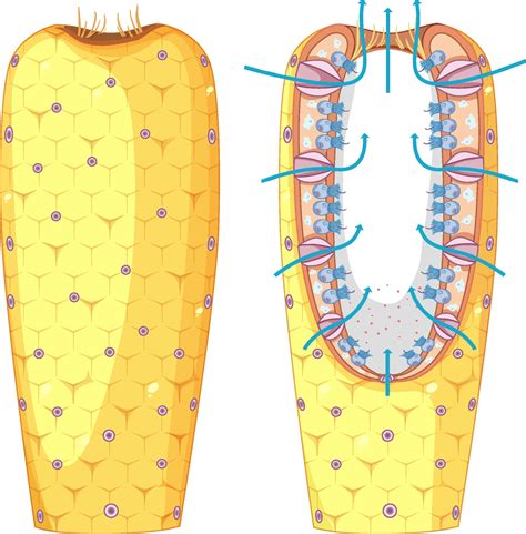 Sponge Anatomy Diagram