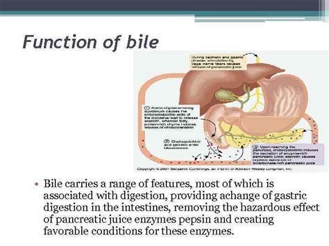 SIW Theme Physiology of properties and composition of