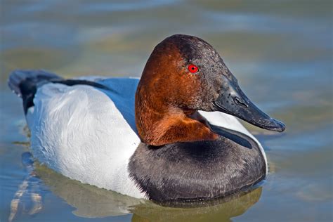 Canvasback | Audubon Field Guide