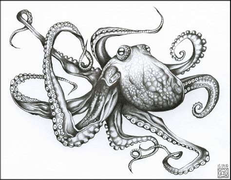 25 Idea Sketch Octopus Drawing For Beginner - Sketch Drawing Art