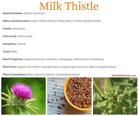 Milk Thistle Medicinal Uses