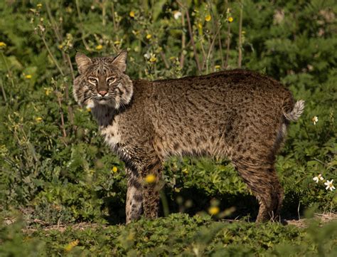 Bobcat • Florida Wildlife Federation