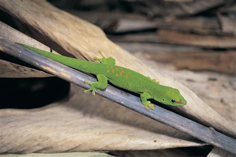 Gecko | Species, Diet, & Facts | Britannica