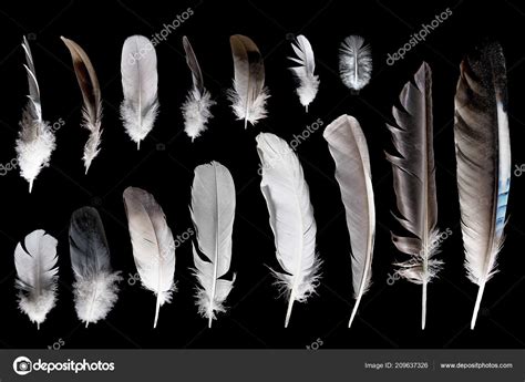 Set Different Bird Feathers Black Isolated Background Stock Photo by ...