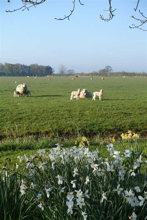 Organic Farming | Shimpling Park Farm, Suffolk UK