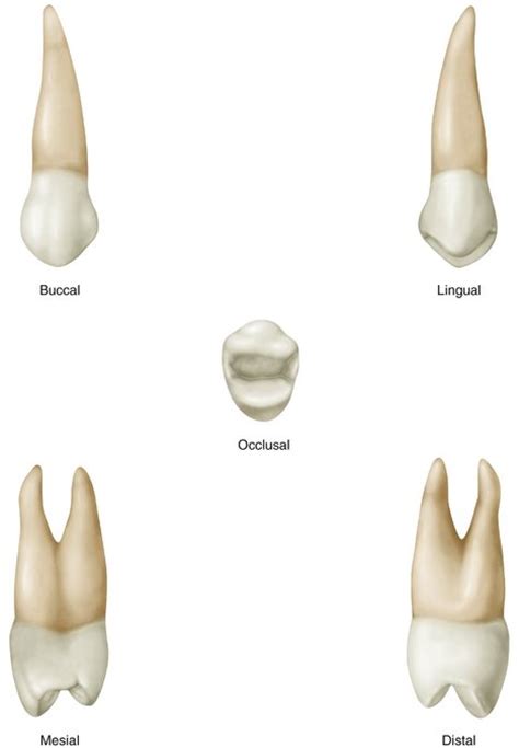 Maxillary 1st Premolar