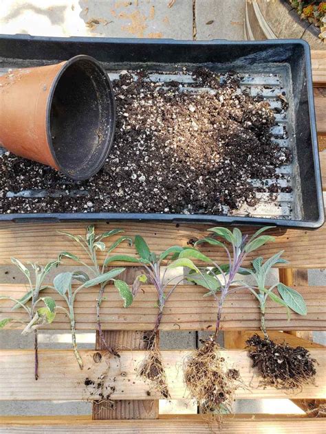 How to Propagate (Grow) Sage Cuttings in Water or Soil ~ Homestead and ...